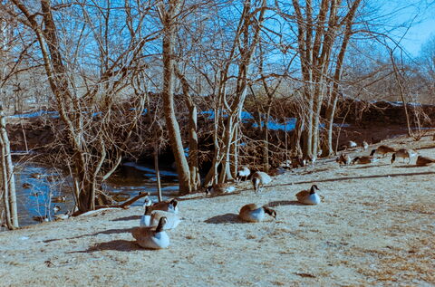 Film photograph 6