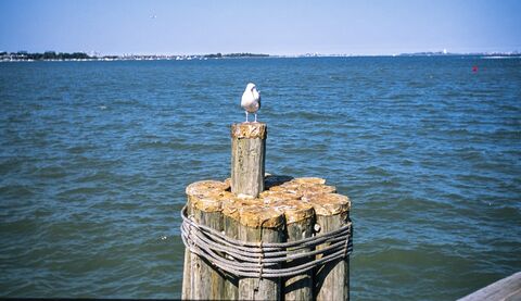 Film photograph 30